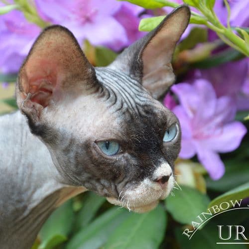 Moon Pet Ural 