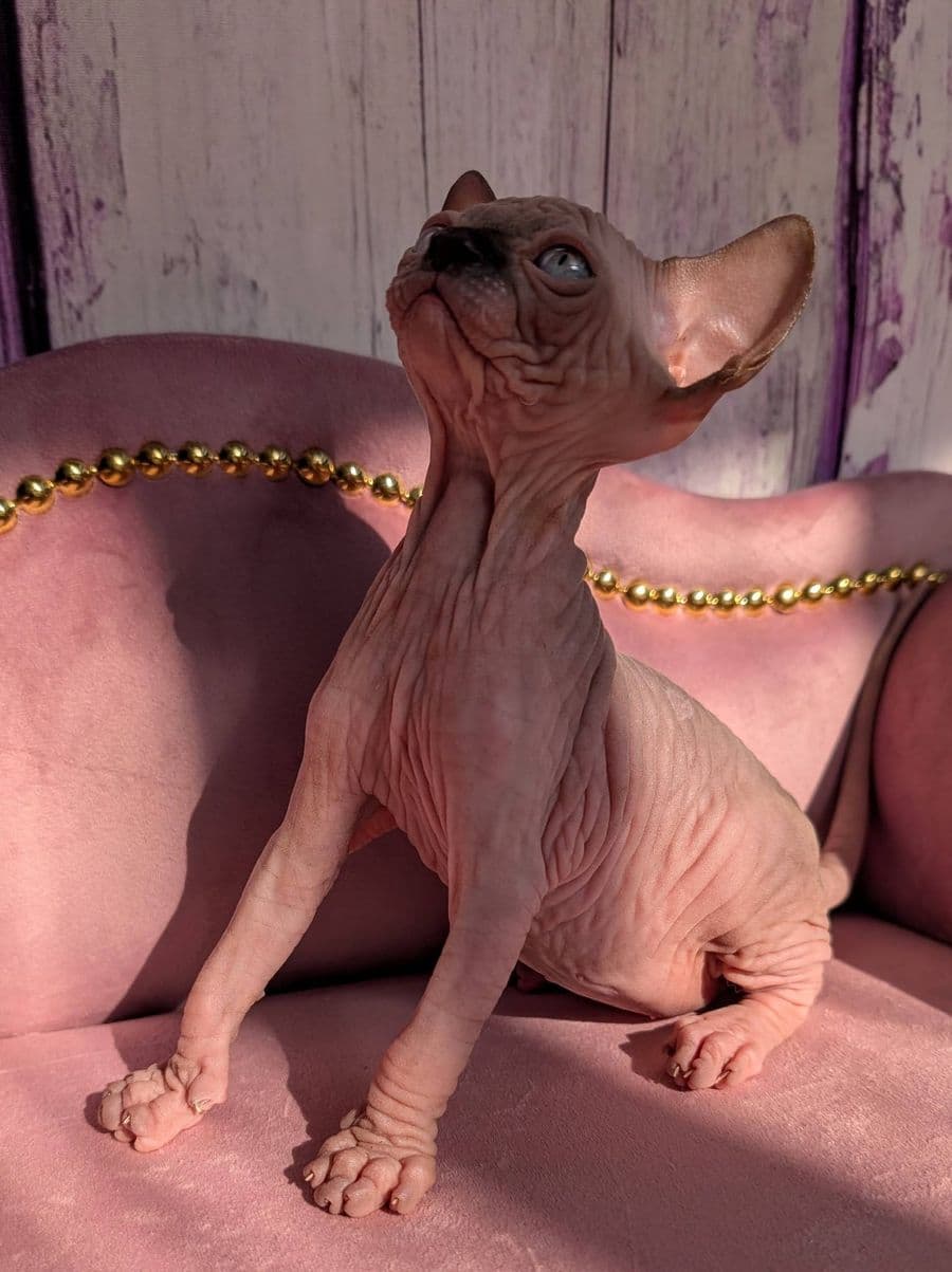 Vladimir Rainbow Jewels PL - Photo 4